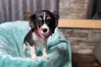 Renley, a female Cavalier King Charles Spaniel for sale in Buffalo, MO – 8 of 10