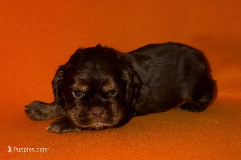 Bingo – Cocker Spaniel puppy for sale in Buffalo, MO