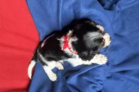 Ryder, a male Cavalier King Charles Spaniel for sale in Buffalo, MO – 2 of 10