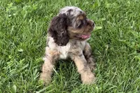 Rusty - Blue Eyes/ AKC Champion Background, a male Cocker Spaniel for sale in Buffalo, MO – 5 of 10