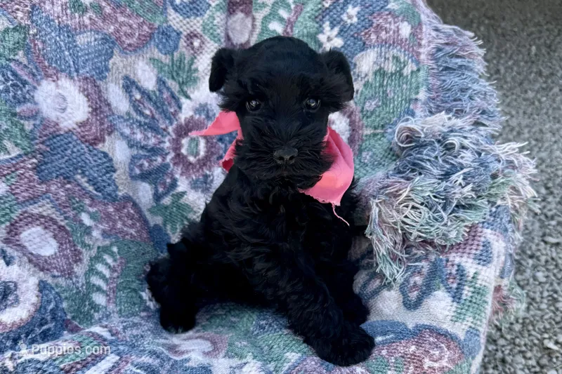 Ariel – Miniature Schnauzer puppy for sale in Buffalo, MO