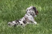 Snickers, a male Cocker Spaniel for sale in Buffalo, MO – 2 of 10