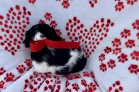 Paisley , a female Cavalier King Charles Spaniel for sale in Buffalo, MO – 9 of 9