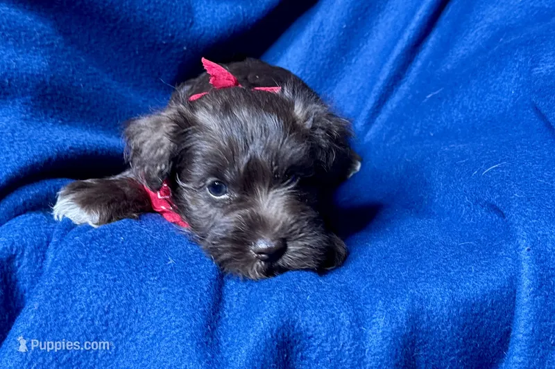 Eric – Miniature Schnauzer puppy for sale in Buffalo, MO