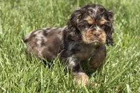 Rusty, a male Cocker Spaniel for sale in Buffalo, MO – 6 of 10