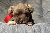 Ebby - AKC, a female Miniature Schnauzer for sale in Buffalo, MO – 4 of 9