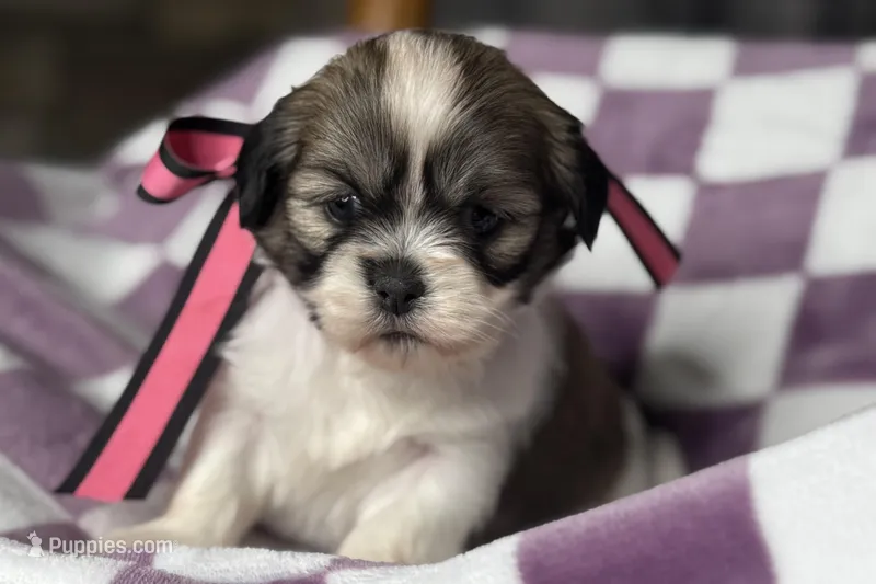 Lakyn, a female Lhasa Apso for sale in Buffalo, MO – 1 of 9