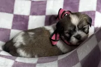 Lakyn, a female Lhasa Apso for sale in Buffalo, MO – 3 of 9
