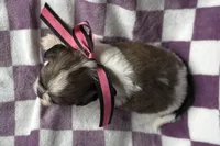 Lakyn, a female Lhasa Apso for sale in Buffalo, MO – 8 of 9