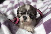 Lakyn, a female Lhasa Apso for sale in Buffalo, MO – 5 of 9