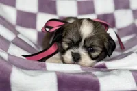 Lakyn, a female Lhasa Apso for sale in Buffalo, MO – 9 of 9