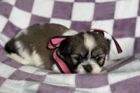 Lakyn, a female Lhasa Apso for sale in Buffalo, MO – 4 of 9