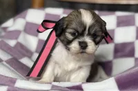 Lakyn, a female Lhasa Apso for sale in Buffalo, MO – 6 of 9