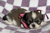 Lakyn, a female Lhasa Apso for sale in Buffalo, MO – 2 of 9