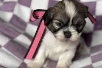Lakyn, a female Lhasa Apso for sale in Buffalo, MO – 7 of 9