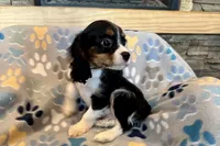 Russ, a male Cavalier King Charles Spaniel for sale in Buffalo, MO – 7 of 10