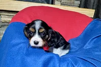 Ryder, a male Cavalier King Charles Spaniel for sale in Buffalo, MO – 6 of 10