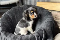 Rhett, a male Cavalier King Charles Spaniel for sale in Buffalo, MO – 8 of 9