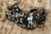 Snickers - AKC Champion Background, a male Cocker Spaniel for sale in Buffalo, MO – 8 of 8