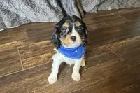 Rhett, a male Cavalier King Charles Spaniel for sale in Buffalo, MO – 6 of 10
