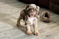 Rusty - Blue Eyes/ AKC Champion Background, a male Cocker Spaniel for sale in Buffalo, MO – 2 of 10