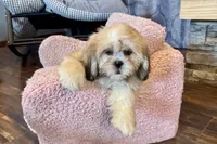 Callie, a female Lhasa Apso for sale in Buffalo, MO – 9 of 10