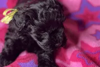 Ariel, a female Miniature Schnauzer for sale in Buffalo, MO – 9 of 10
