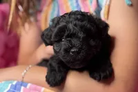 Ariel, a female Miniature Schnauzer for sale in Buffalo, MO – 3 of 10