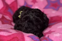 Ariel, a female Miniature Schnauzer for sale in Buffalo, MO – 2 of 10