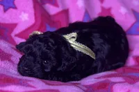 Ariel, a female Miniature Schnauzer for sale in Buffalo, MO – 5 of 10