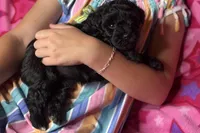 Ariel, a female Miniature Schnauzer for sale in Buffalo, MO – 7 of 10