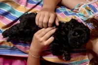 Ariel, a female Miniature Schnauzer for sale in Buffalo, MO – 10 of 10
