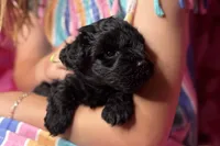 Ariel, a female Miniature Schnauzer for sale in Buffalo, MO – 6 of 10