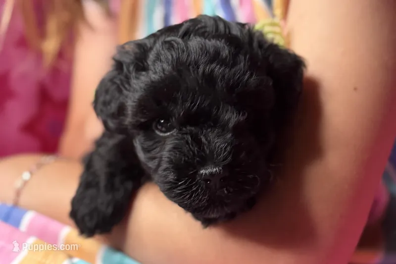 Ariel – Miniature Schnauzer puppy for sale in Buffalo, MO