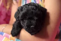 Ariel, a female Miniature Schnauzer for sale in Buffalo, MO – 1 of 10