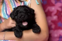 Ariel, a female Miniature Schnauzer for sale in Buffalo, MO – 8 of 10