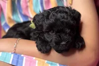 Ariel, a female Miniature Schnauzer for sale in Buffalo, MO – 4 of 10