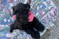 AKC Ariel, a female Miniature Schnauzer for sale in Buffalo, MO – 3 of 10