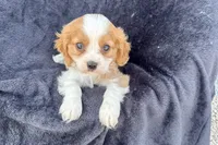 Preston, a male Cavalier King Charles Spaniel for sale in Buffalo, MO – 9 of 9