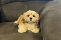 Capri, a female Lhasa Apso for sale in Buffalo, MO – 2 of 10
