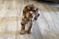 Snickers - AKC Champion Background, a male Cocker Spaniel for sale in Buffalo, MO – 6 of 8