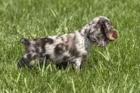 Snickers, a male Cocker Spaniel for sale in Buffalo, MO – 3 of 10