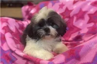 Tizzy, a female Lhasa Apso for sale in Buffalo, MO – 6 of 6