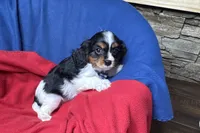 Ryan, a male Cavalier King Charles Spaniel for sale in Buffalo, MO – 5 of 10