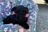 AKC Ariel, a female Miniature Schnauzer for sale in Buffalo, MO – 6 of 10