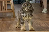 Snickers - AKC Champion Background, a male Cocker Spaniel for sale in Buffalo, MO – 2 of 4