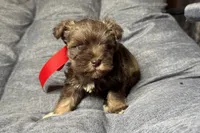Ebby - AKC, a female Miniature Schnauzer for sale in Buffalo, MO – 9 of 9