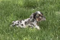 Snickers, a male Cocker Spaniel for sale in Buffalo, MO – 7 of 10