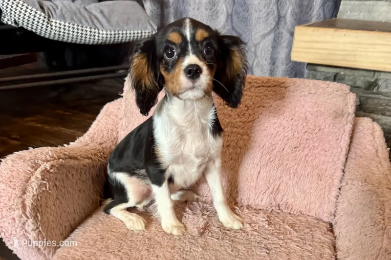 Renley – Cavalier King Charles Spaniel puppy for sale in Buffalo, MO