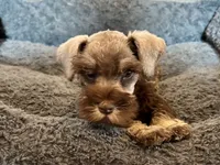 Evan, a male Miniature Schnauzer for sale in Buffalo, MO – 5 of 7